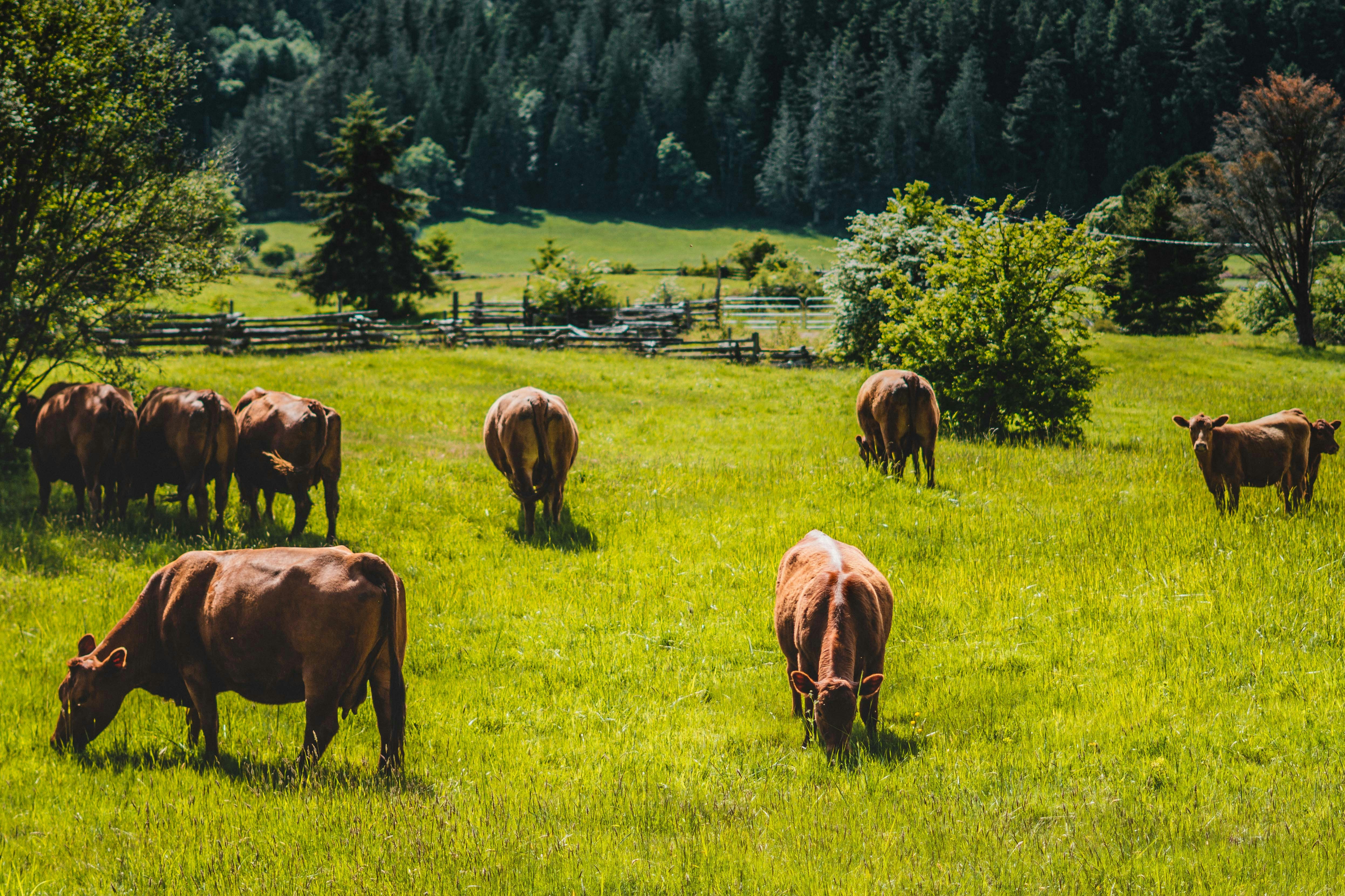 herd of horses on green grass field during daytime